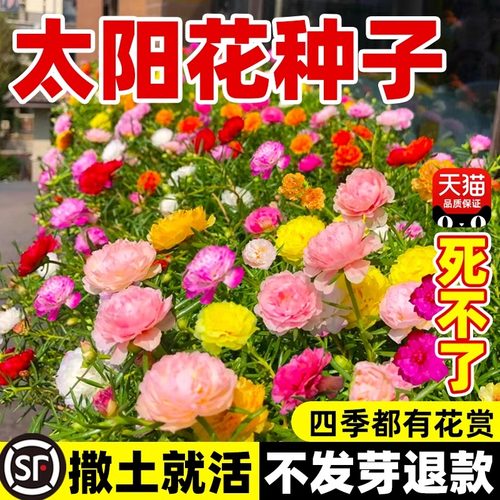 重瓣太阳花种子松叶牡丹四季种