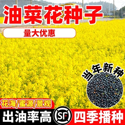 观赏油菜花种子彩色油菜花籽种高产矮杆榨油南方种四季油菜种籽