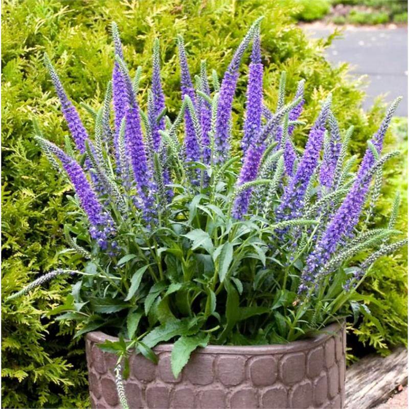 穗花婆婆纳种子多年生花籽银叶四季开花盆栽室内外阳台庭院易种