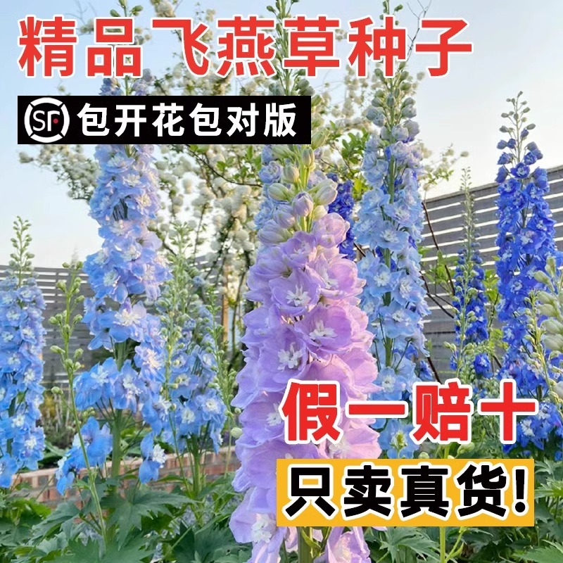 大花飞燕草花种子四季鸽子花翠雀千鸟草种籽庭院室内外盆栽花种籽