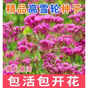 高雪伦种子花卉种子美人草矮雪轮草花种子耐寒耐旱 容易栽培种籽