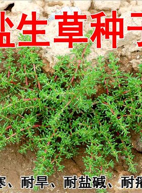 盐生草种子固沙抗干旱耐盐碱