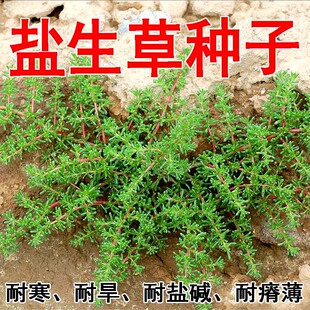 盐生草种子固沙抗干旱耐盐碱植物骆驼喜食牧草一年生藜科草本植物