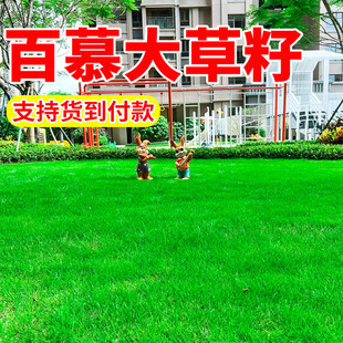 矮生百慕大草种籽四季常青耐践踏工程绿化草坪种子足球场草皮草籽