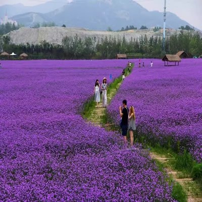 柳叶马鞭草种子多年生四季