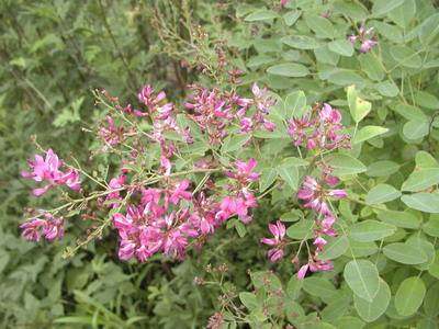 胡枝子紫穗槐多花木兰荆条猪屎豆刺槐银合欢柠条种子护坡灌木种子