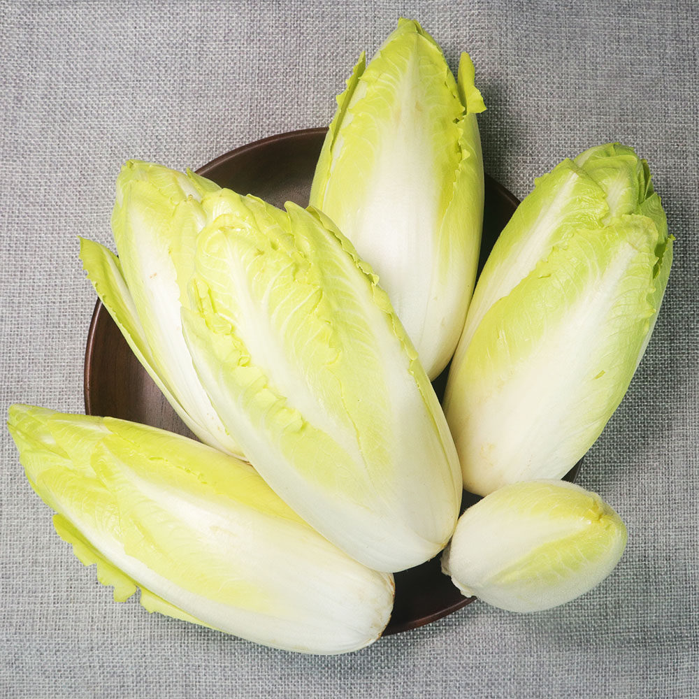 寿光蔬菜种子软化菊苣红黄渐变 玉兰菜野菜种子特菜四季籽春季