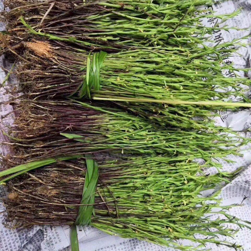 独脚金种子疳积草野生草种籽独脚疳黄花草清米虫阳台盆栽独脚根籽