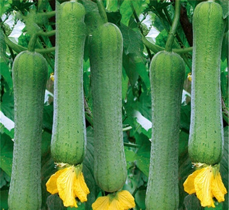 蔬菜种子 大肉丝瓜种子 爬藤蔬果 家庭阳台庭院种植