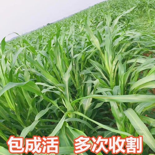进口墨西哥玉米草种籽阔叶牧草