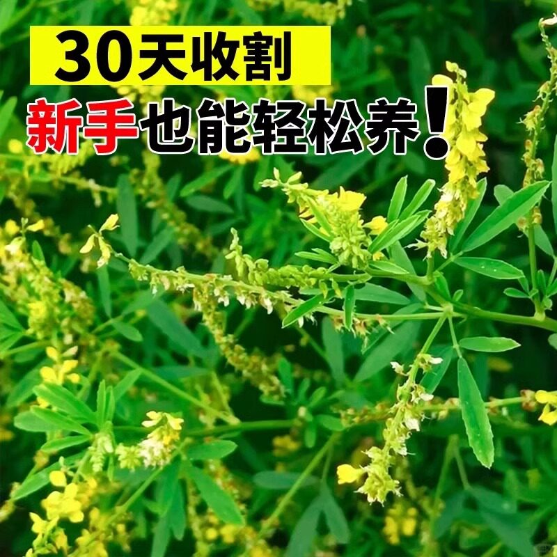 草木犀种子绿肥黄花苜蓿草木樨夏季耐旱耐热护坡蜜源植物四季牧草