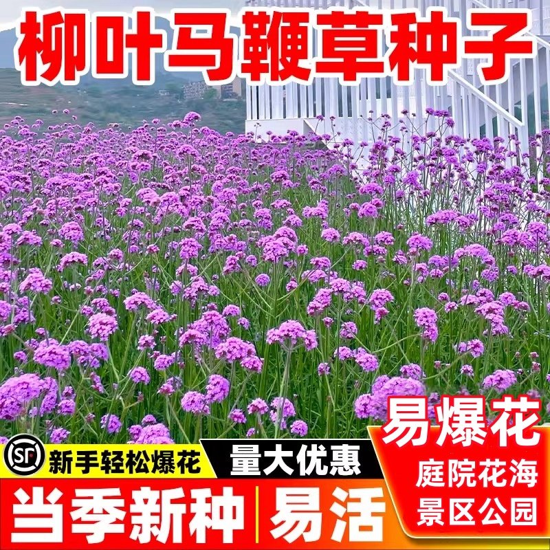 马鞭草种子柳叶马鞭草花籽四季种多年生耐寒花籽景区公园花海种子图片