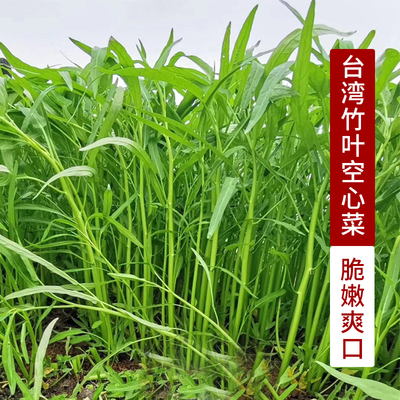 台湾竹叶空心菜种子苗蕹菜青梗空心菜籽种苗带根春四季蔬菜种孑