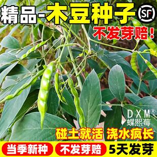木豆种子护坡草灌木种籽园林绿化食用饲料草籽多年生生长耐旱耐寒