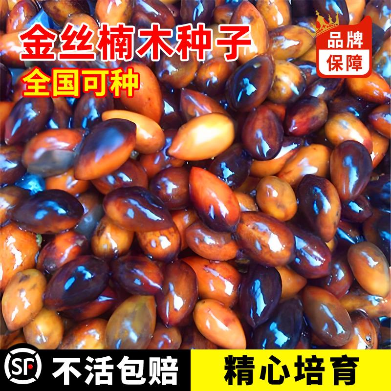 正宗金丝楠木树种子四川小叶楠细叶金丝楠桢楠包邮南木种子