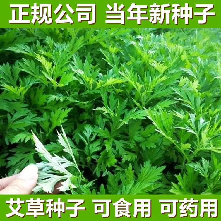 艾草种子食用药驱蚊叶籽野