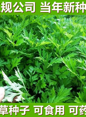 艾草种子食用药驱蚊叶籽野