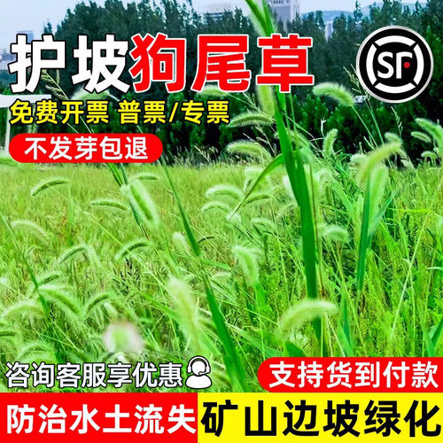 狗尾巴草种子野草种杂草种籽荒地复绿耐寒耐旱绿化护坡牧草草种籽