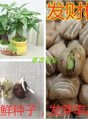 发财树种子招金钱籽四季易