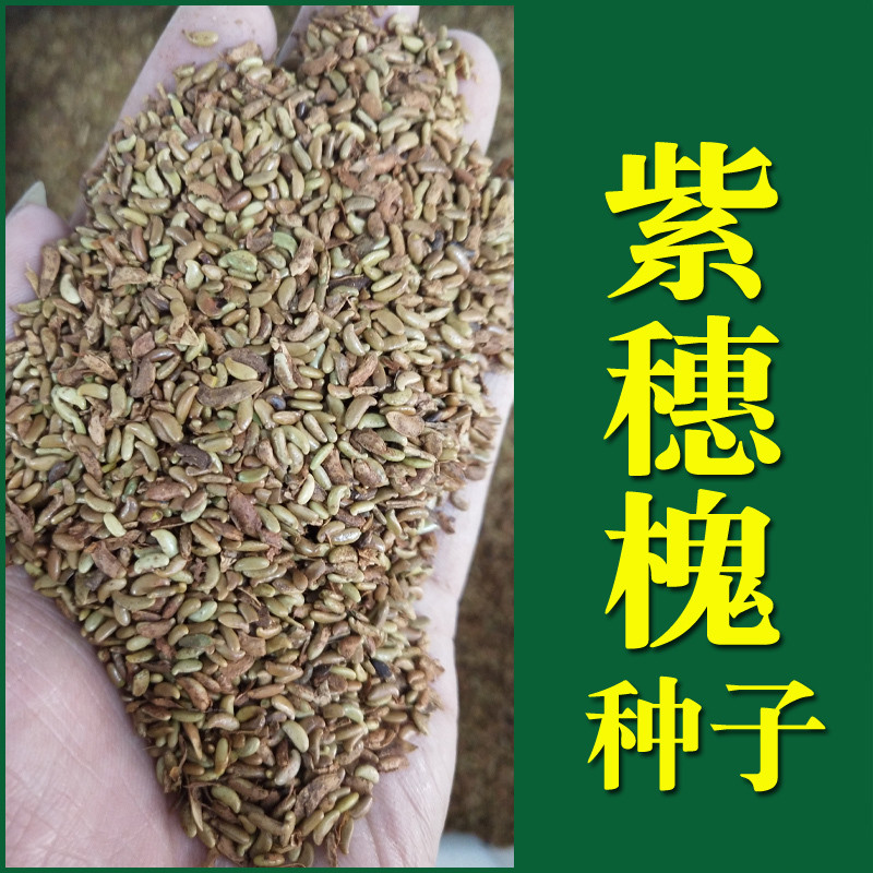 紫穗槐种子护坡灌木种子紫穗槐籽棉槐种子园林绿化护坡草坪草籽种