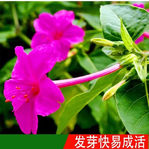 紫茉莉花种子易种花卉夜来香种子 夜里香的花地雷花 粉豆花胭脂花