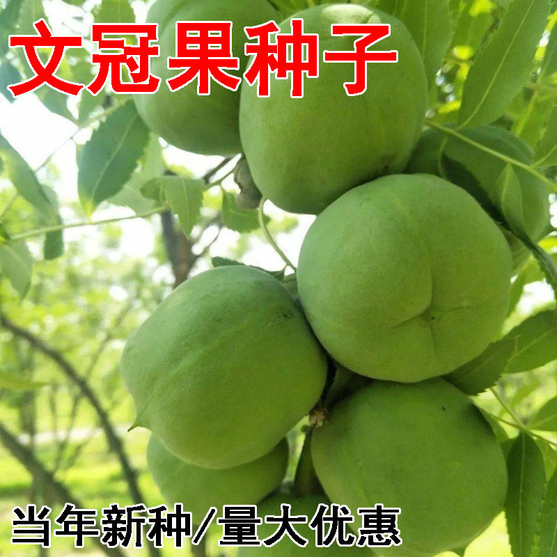 文冠果种子园林绿化花卉用种林木果树多年生观赏树木油料树种子