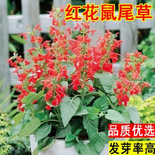 红花鼠尾草种子 粉萼鼠尾草花籽 粉蝶鼠尾草花种籽子露天花海花卉