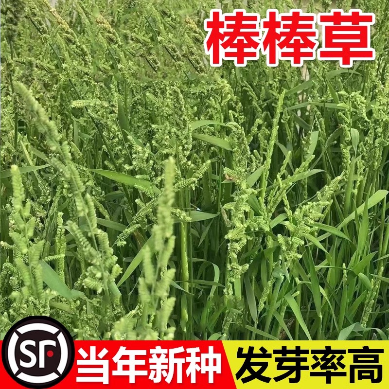 棒棒草种子耐寒水草冬季水稗草米饲料食用养鱼养虾草种籽
