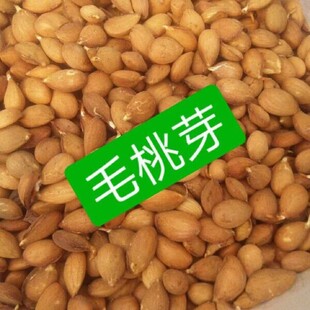 毛桃芽 种子 果树种子 桃仁 杜梨 杏树种子 嫁接砧木野生桃核