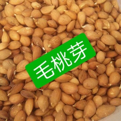 毛桃芽 种子 果树种子 桃仁 杜梨 杏树种子 嫁接砧木野生桃核