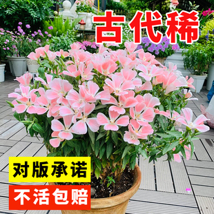 古代稀花籽一年四季都开花易活秋天种的花适合种院子里的花种子