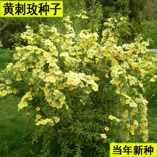 黄刺玫种子红刺玫四季种植开花易活当年新采种大花藤本种籽玫瑰花