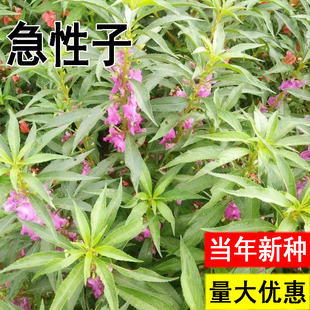 急性子种籽四季庭院盆栽地栽凤仙透骨草指甲花急性子凤仙花种子