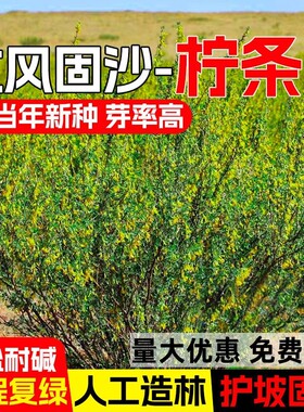 柠条种籽木耐寒耐旱抗风固土护坡灌木草籽工程绿化生态修复草种子