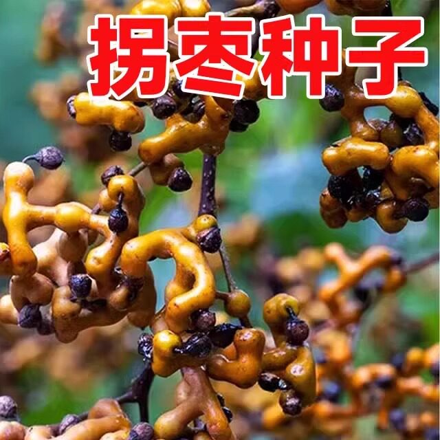 拐枣种子万寿果种籽万子梨鸡爪连金钩梨拐枣儿鸡爪子龙爪果树种子