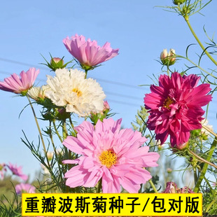 重瓣波斯菊种子秋英复瓣格桑花籽花坛室外阳台盆栽易种活春季播