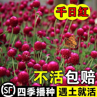 千日红花种子四季播种千日紫花种籽子开花百日红火球庭院易活花籽