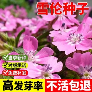 高雪伦种子花卉种子美人草矮雪轮草花种子耐寒耐旱 容易栽培种籽