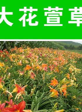 大花萱草种子金娃娃萱草籽种籽黄花萱草种盆栽花种子花籽宿根多年