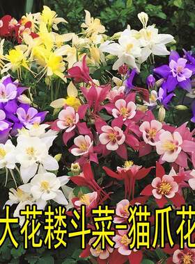 大花耧斗菜种子四季耐寒小