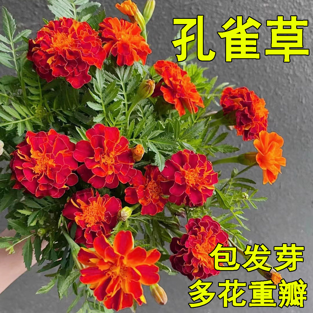 孔雀草种子小万寿菊红黄草西番菊臭菊花耐热新手易种盆栽花海景观