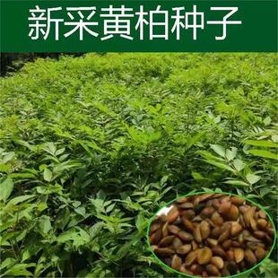 【当年新种】正宗药材厚黄柏种子川黄柏剥皮黄柏黄柏苗黄柏树川柏
