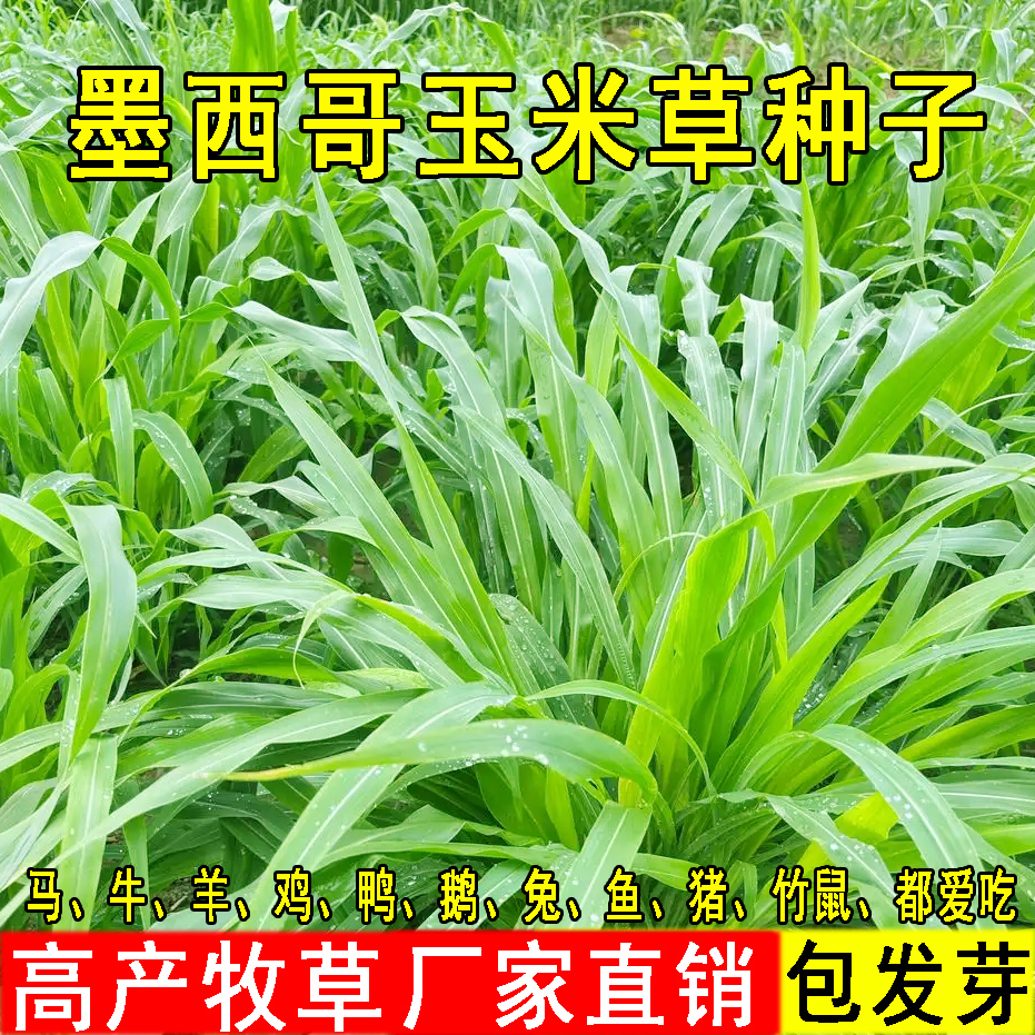 墨西哥玉米草种籽优12阔叶玉米草猪羊牛鱼兔养殖草籽高产牧草种子