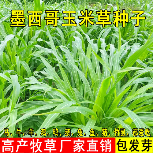 墨西哥玉米草种籽优12阔叶高产