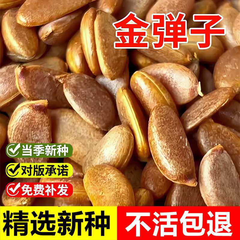 当年新采金弹子种子珍稀盆景树种子乌柿葫芦果鸡血红老鸦柿人参果