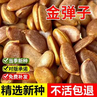 当年新采金弹子种子珍稀盆景树种子乌柿葫芦果鸡血红老鸦柿人参果