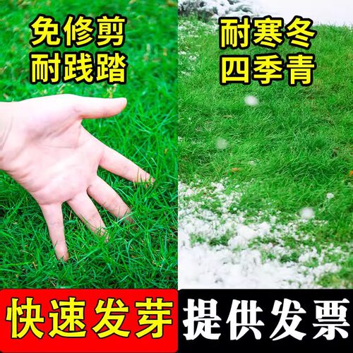 草坪绿化绿化草坪四季常青