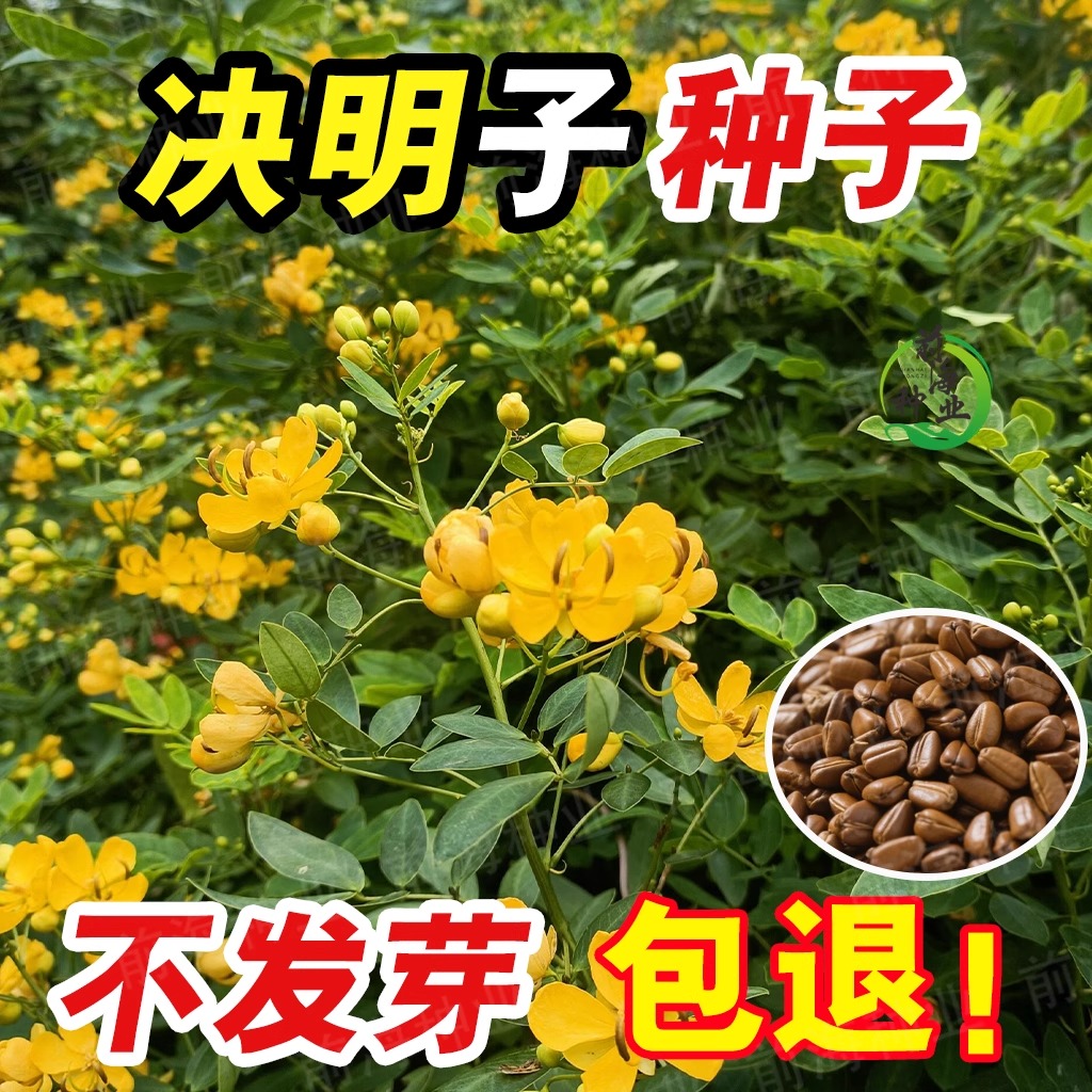 决明子种子护坡固土植物灌木草种