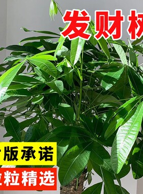 发财树种子新采树种孑金钱树种籽四季易种活庭院阳台盆栽花卉种籽