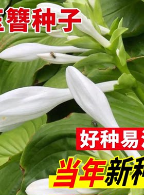 玉簪花籽多年生宿根草本花卉